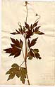 Anemone viginieana L., framsida