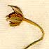 Anemone viginieana L., blomställning x8