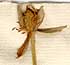 Anemone viginieana L., blomställning x8