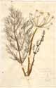 Anethum foeniculum L., framsida