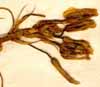 Anthericum asphodeloides L., blomställning x6