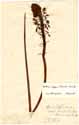 Anthericum asphodeloides L., framsida