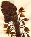 Anthericum asphodeloides L., blomställning x4