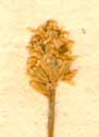 Anthericum calyculatum L., blomställning x8