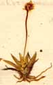 Anthericum calyculatum L., närbild x8
