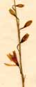 Anthericum graecum L., blomställning x8