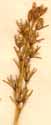 Anthericum ossifragum L., inflorescens x6