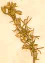 Anthericum ossifragum L., blomställning x6
