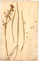 Anthericum ramosum L., framsida
