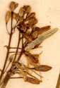 Anthericum ramosum L., blomställning x6