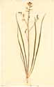 Anthericum ramosum L., front