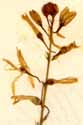 Anthericum ramosum L., inflorescens x6