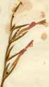 Antholyza cunonia L., inflorescens x2