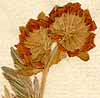 Anthyllis barba-jovis L., blomställning x8
