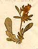 Anthyllis cornicina L., närbild x6
