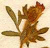 Anthyllis cornicina L., inflorescens x8
