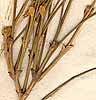 Anthyllis erinacea L., närbild x8