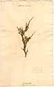 Anthyllis hermanniae L., framsida