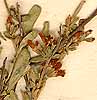 Anthyllis hermanniae L., blomställning x8