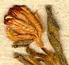 Anthyllis lotoides L., blomställning x8