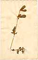 Anthyllis tetraphylla L., framsida