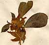 Anthyllis tetraphylla L., inflorescens x8