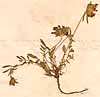 Anthyllis vulneraria L., närbild x3