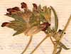 Anthyllis vulneraria L., inflorescens x8