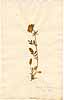 Anthyllis vulneraria L., framsida