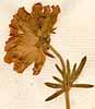 Anthyllis vulneraria L., blomställning x8