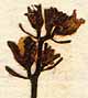Antirrhinum arvense L., blommor x8