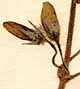 Antirrhinum asarina L., inflorescens x8