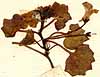 Antirrhinum cymbalaria L., blomställning x8