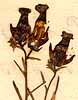 Antirrhinum linaria L., blomställning x8