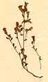 Antirrhinum origanifolium L., close-up, front x4