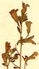 Antirrhinum origanifolium L., blomställning x8
