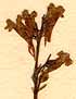 Antirrhinum purpureum L., blomställning x4