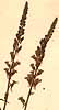 Antirrhinum purpureum L., blomställning x4