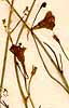 Antirrhinum sparteum L., blommor x8