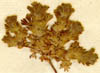 Aphanes arvensis L., närbild x5