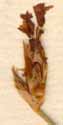 Aphyllanthes monspeliensis L., inflorescens x8