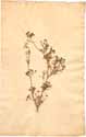 Apium graveolens L., framsida