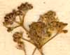 Apium graveolens L., frukter x6