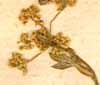 Apium graveolens L., blomställning x6