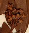 Apocynum cannabinum L., blomställning x8