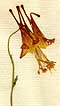 Aquilegia canadensis L., blomställning x6