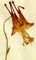 Aquilegia canadensis L., blomställning x8