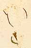 Arabis glandulosa L., blomställning x8