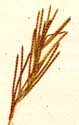 Arabis hirsuta L., inflorescens x8
