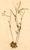 Arabis thaliana L., framsida x4